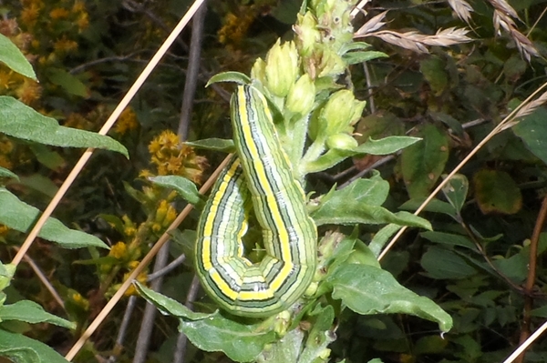 Cucullia (Cucullia) asteris, Noctuidae